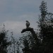 mini-IMG_1300
